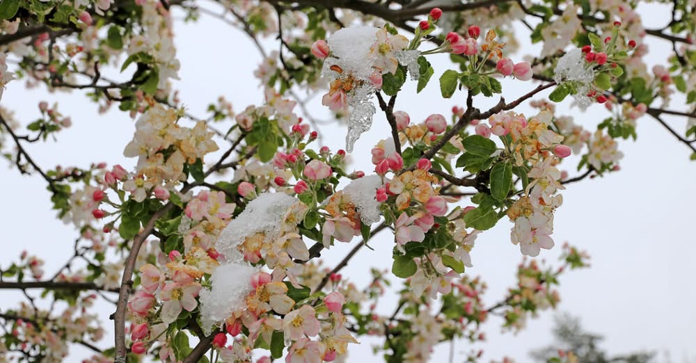 „Зануляваме годината. На 90% сме ударени“: Овощари изчисляват загубите заради априлския сняг