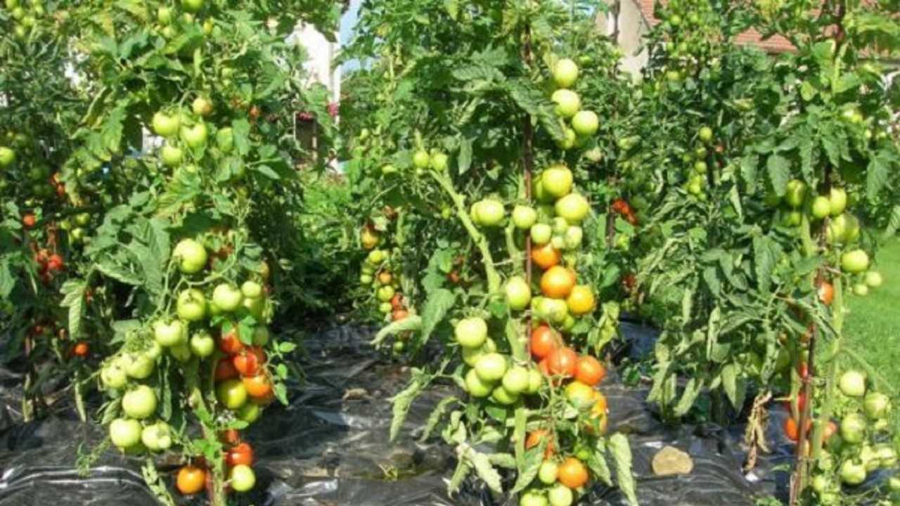 Домати – мързелив, но ефективен начин за отглеждане