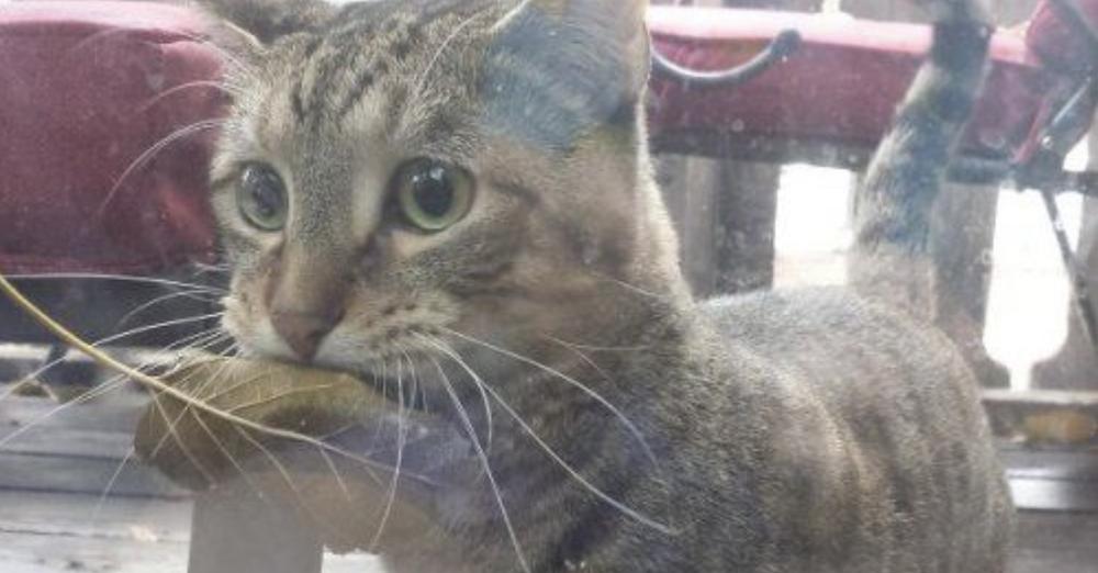 Всеки ден котка посещава магазин за риба с листо в уста, местните разбрали каква е причината…