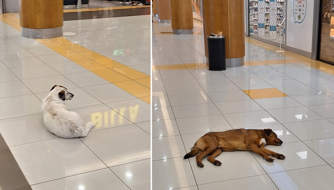 Търговски комплекс във Варна позволява на бездомни кученца да се крият от студа.