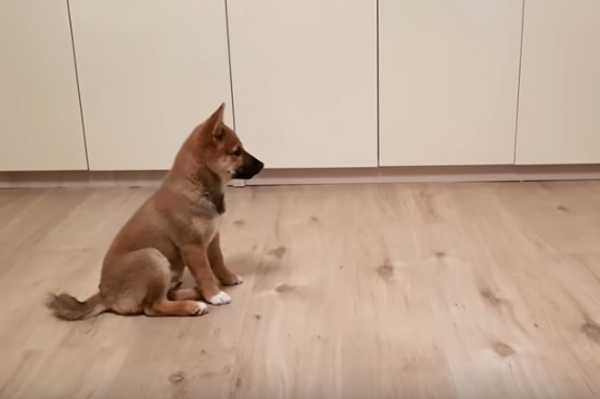 Как да подготвите децата си за нов домашен любимец