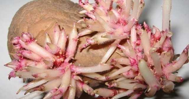 Майка ми страдаше от болки в ставите, не можеше да се изправи, накрая ходеше с бастун, докато един колега не ни сподели тази рецепта