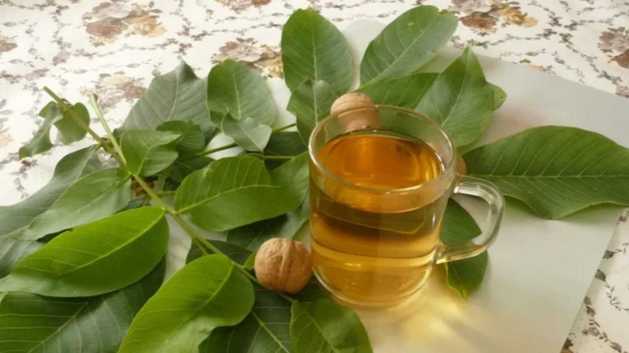 Ореховите листа почистват кръвта, лекуват очите и спират косопада